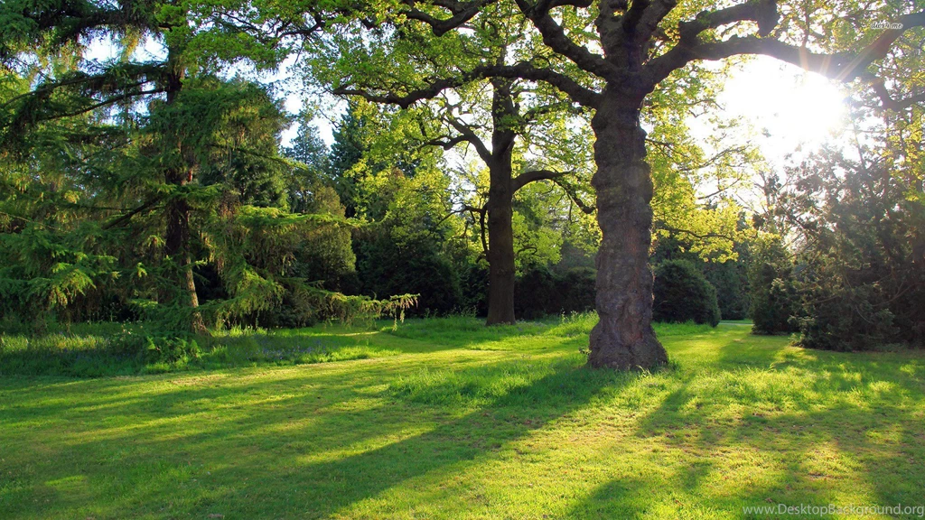 11119 Oak Tree In The Park 1920x1080 Nature Wallpapers
