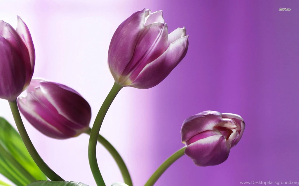 Top White And Purple Tulip Wallpapers