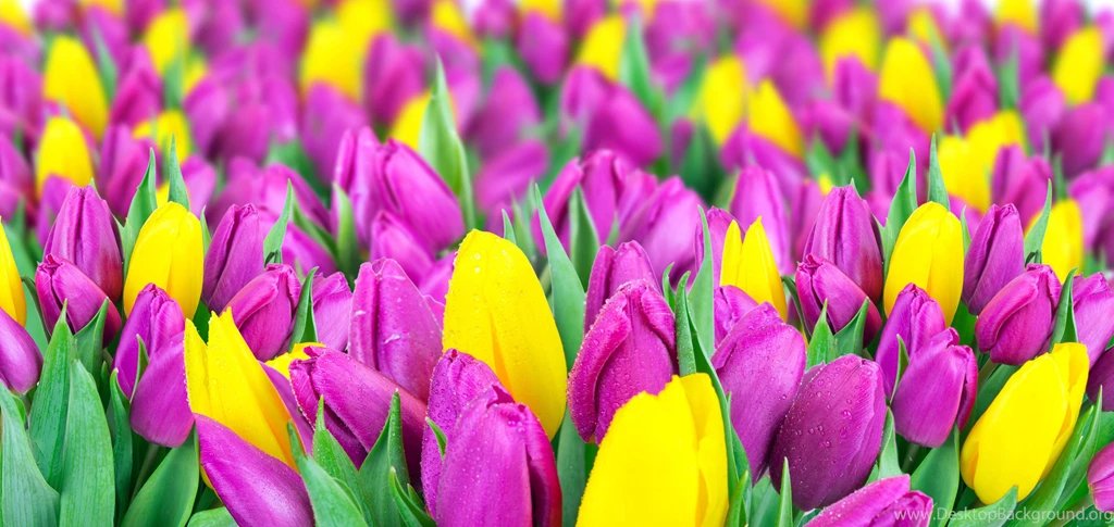 Yellow And Purple Tulips Wallpapers HD. Free Desktop Backgrounds ...