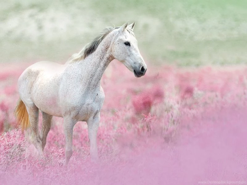Horses Wallpapers