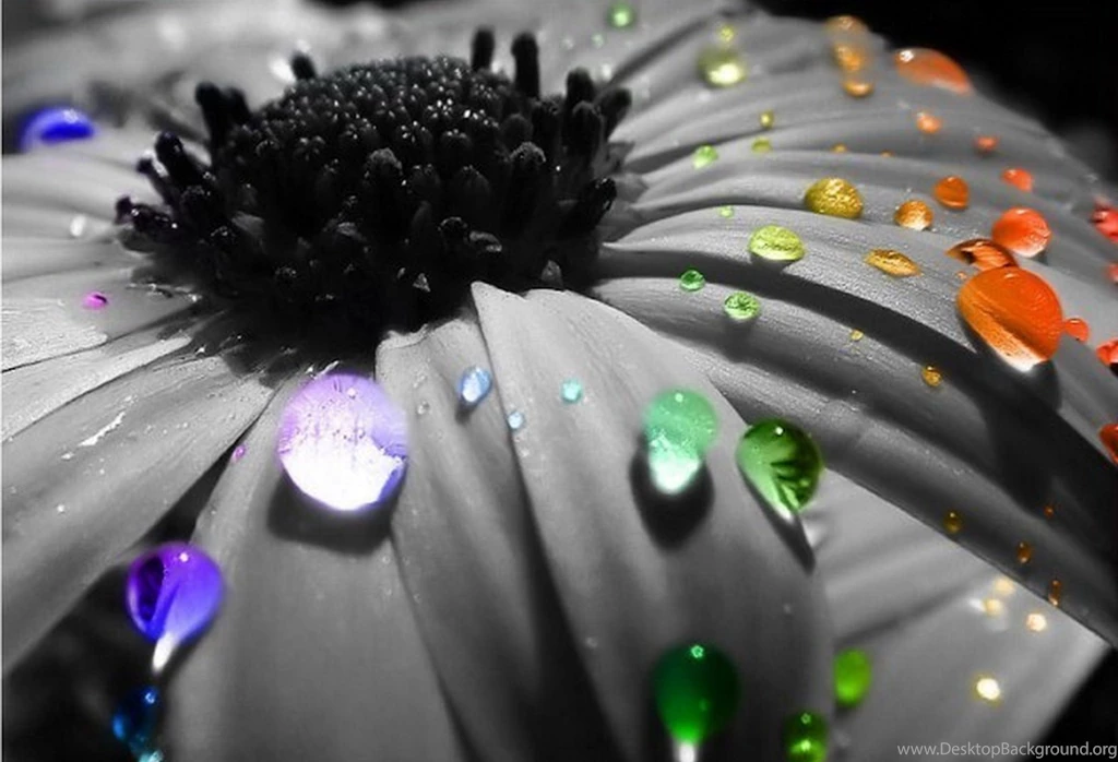 Rain Wallpapers High Definition Photo