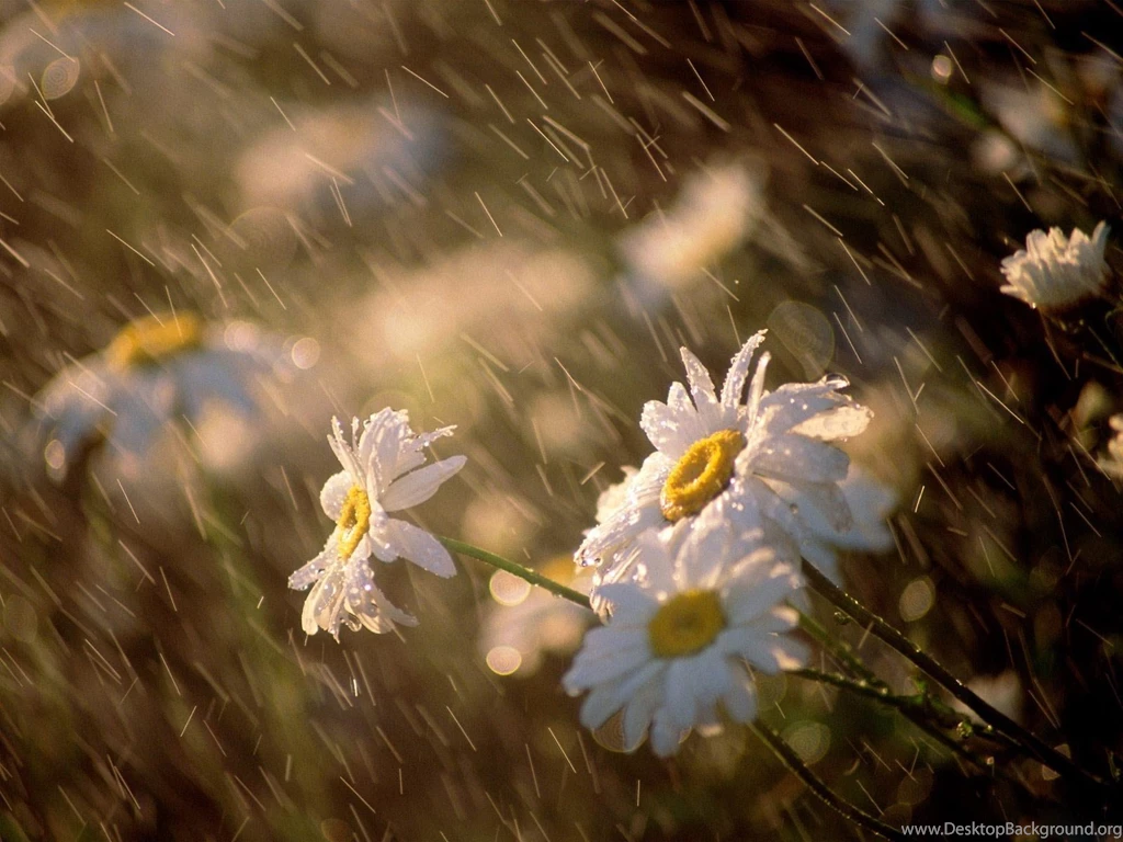 Desktop Wallpapers · Gallery · Nature · Daisies In The Rain