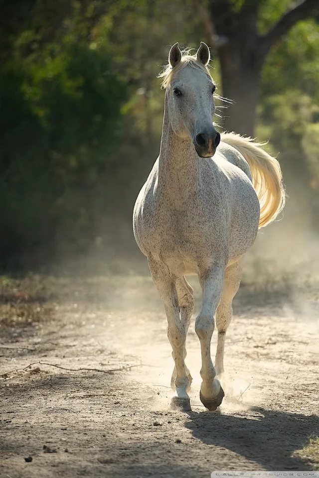 HD Running White Horse Wallpapers IPhone, Android, TAblet Full Size ...