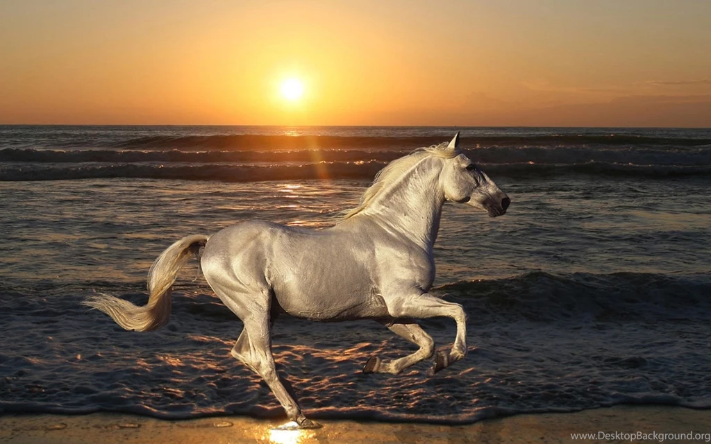 Horse Images