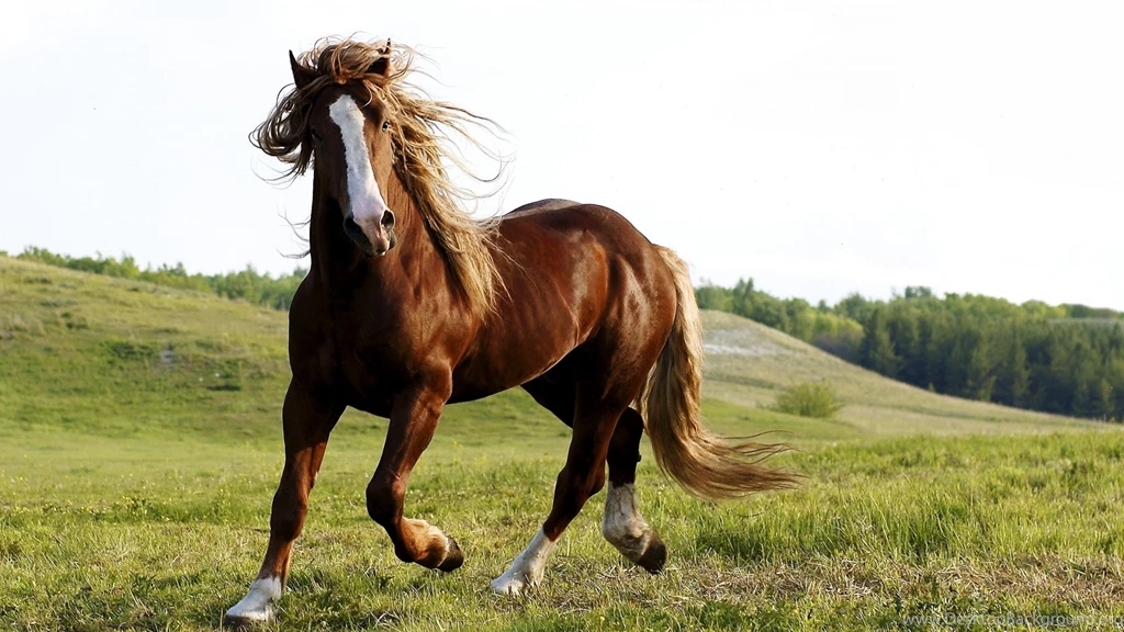 Fantastic Horse Wallpapers HD Wallpapers
