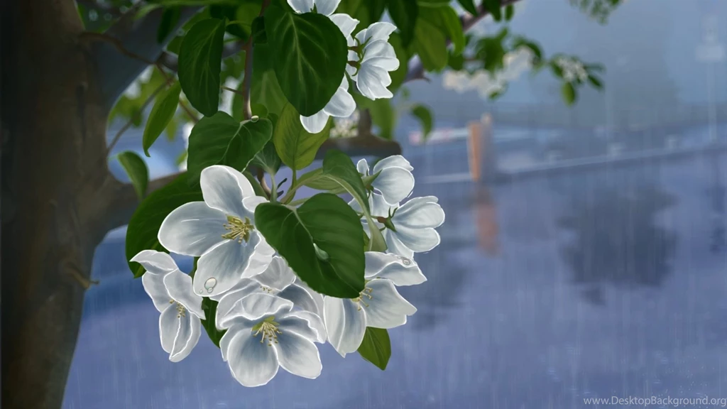 Cherry Bloosm Flowers in Rain Desktop Wallpaper.jpg