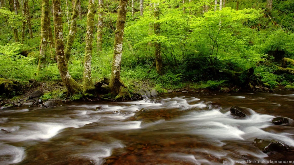 Nature, Creek, Tillamook, Gales, Forest, Oregon, State, Wallpapers ...