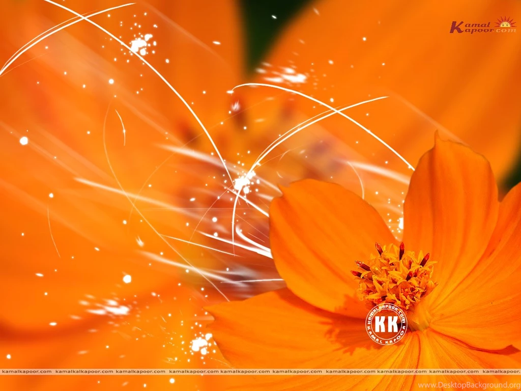 Unduh 540 Koleksi Background Image Orange Color Gratis Terbaru