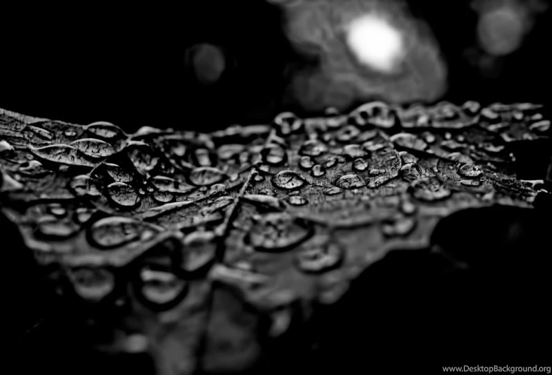 Water Drops White Wallpapers