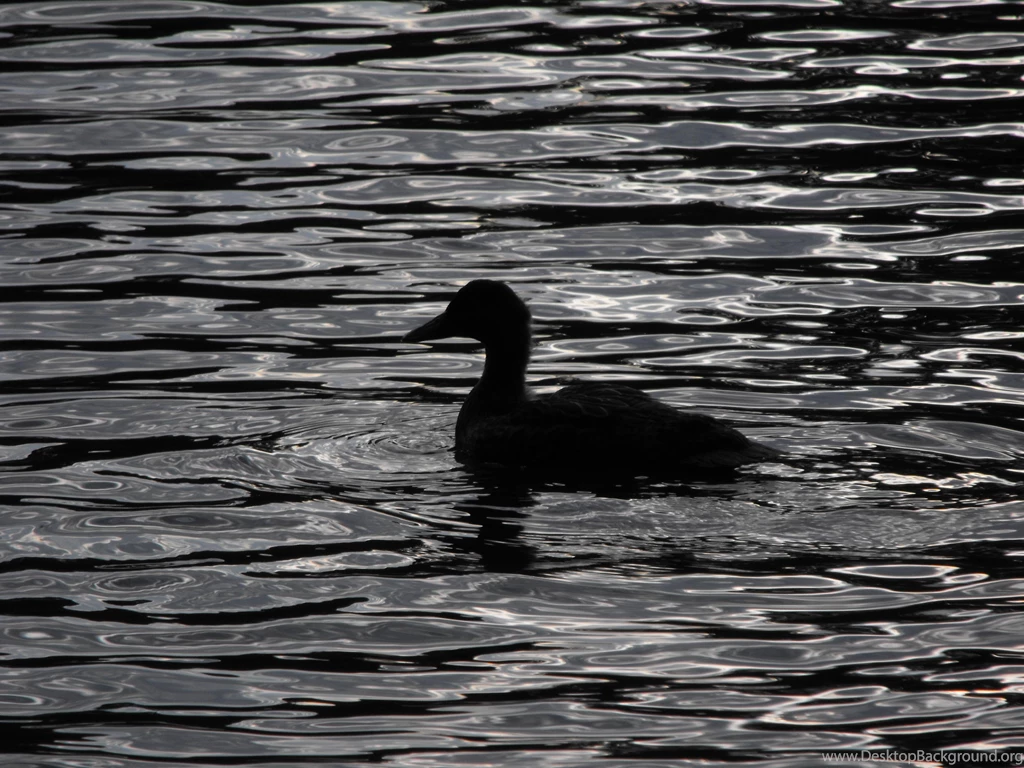 BLACK WATER BLACK DUCK WALLPAPER   (