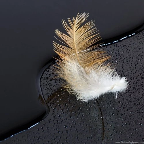A Feather On Glossy Black Surface Covered With Water And Drops ...