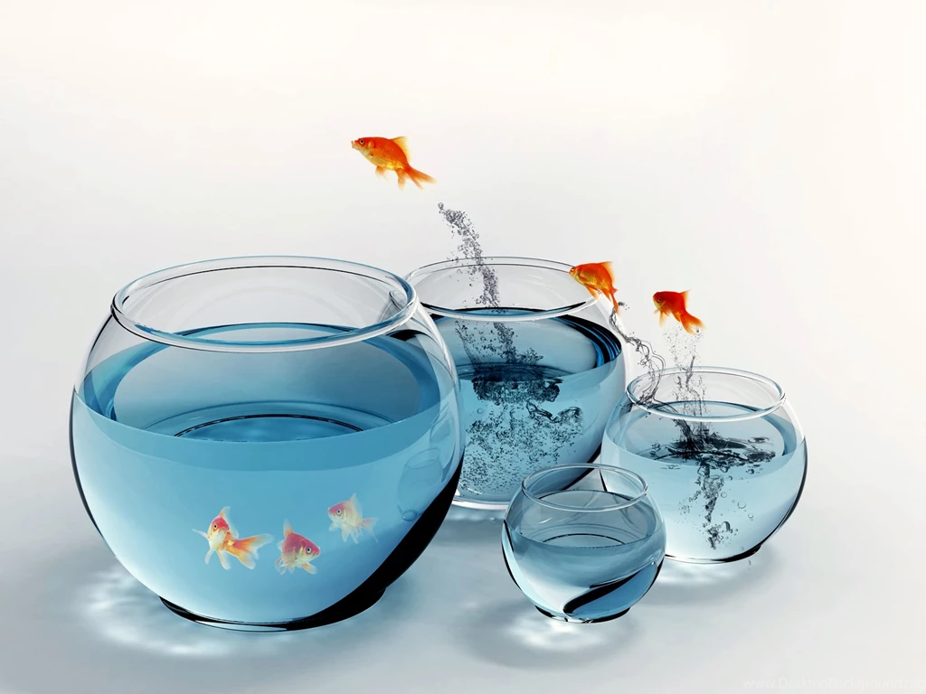 Aquariums Leaping Gold Fish Wallpapers