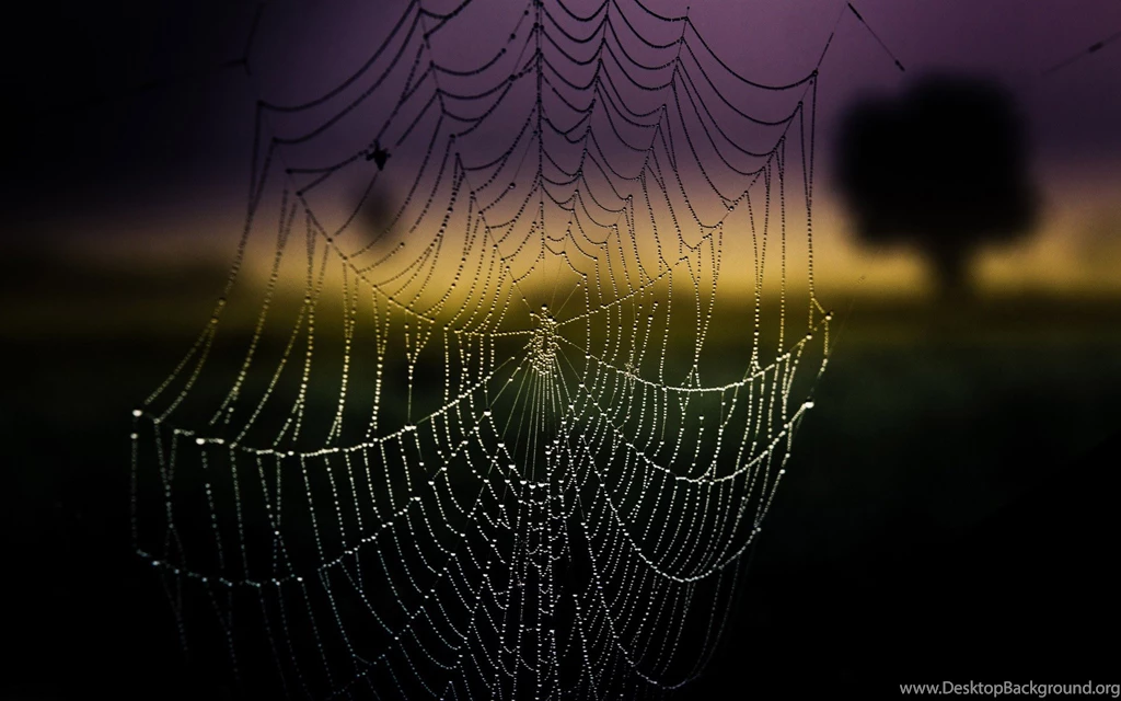 High Quality Spider Web Backgrounds Wallpapers