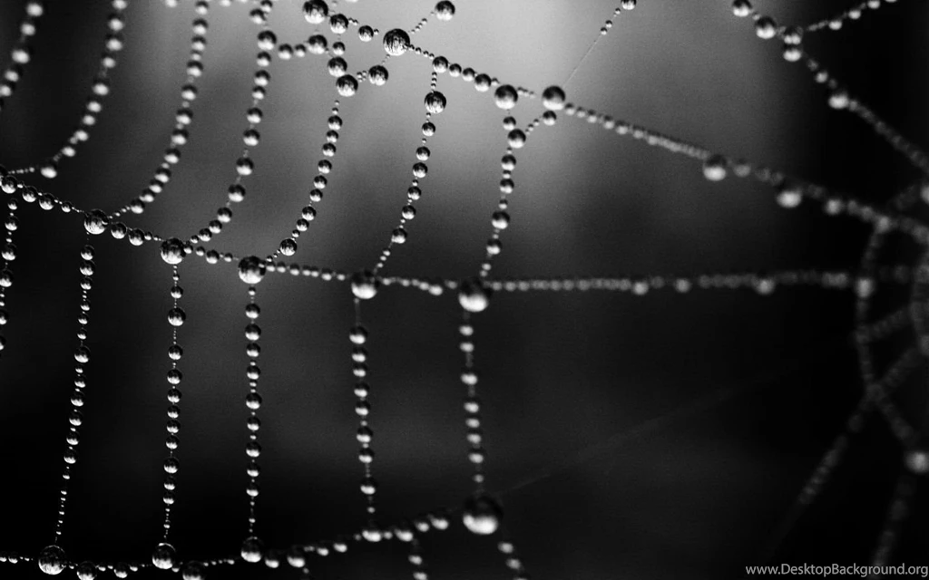 Pics, Facts, Funny Stuff About Animals & Nature Black Spider Web ...