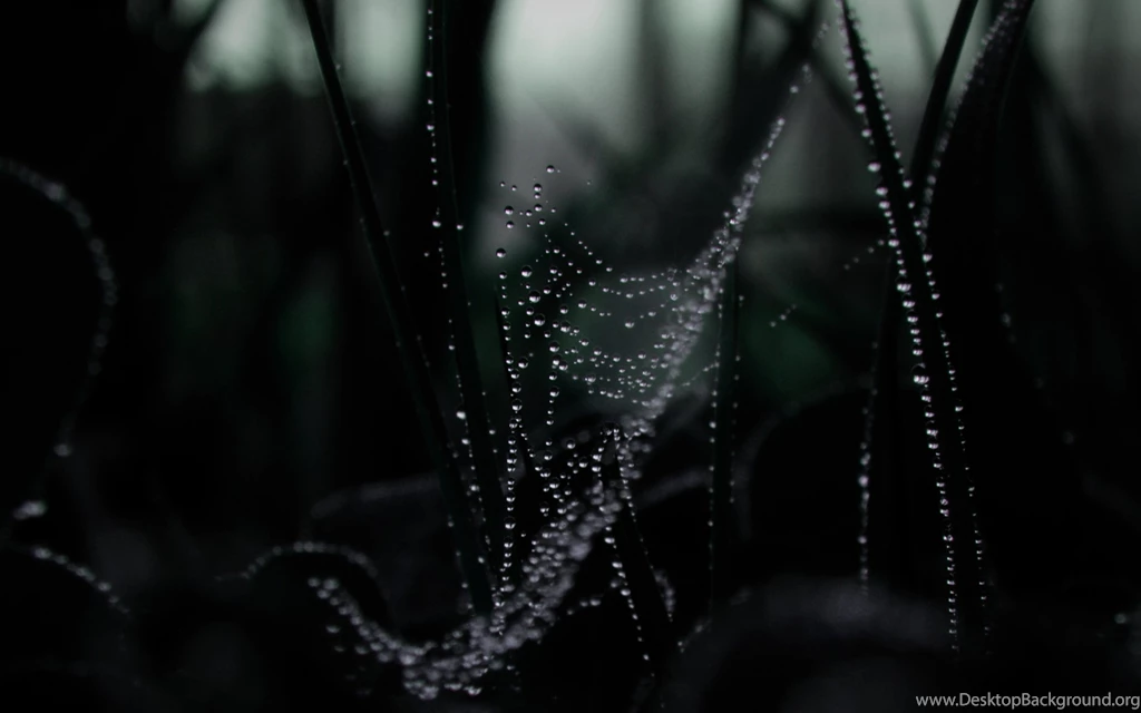 Awesome Spider Web Wall