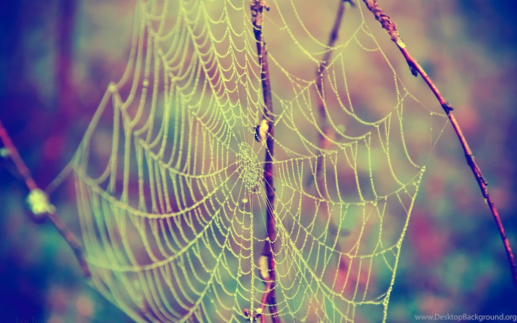 Spider Web Wallpapers Desktop   Uncalke.com
