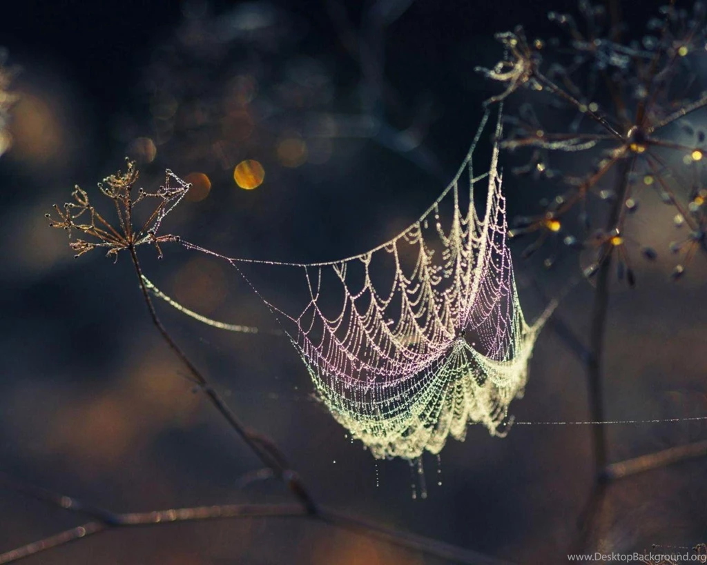 Spider Photography Web Spider Web HD Wallpapers, Desktop ...