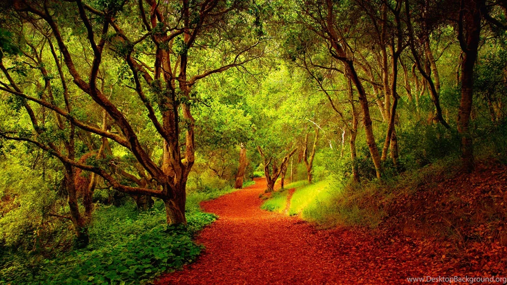 Autumn Season Trees Path In Forest HD Wallpapers StylishHDWallpapers