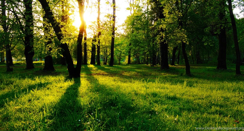 Forest HD Wallpapers