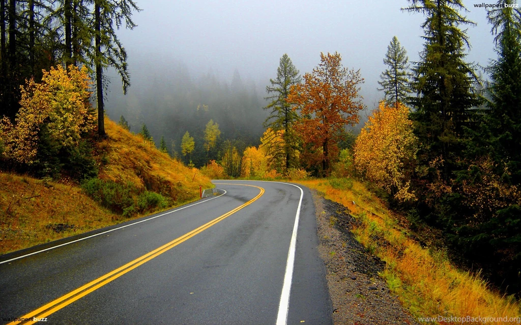 Road In An Autumn Forest HD Wallpapers