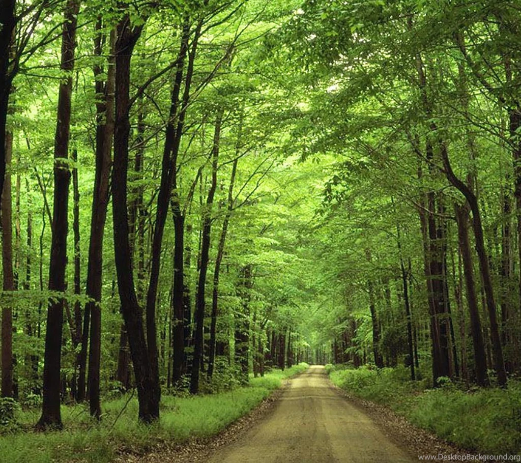 Forest Wallpapers Hd Collection (31+)