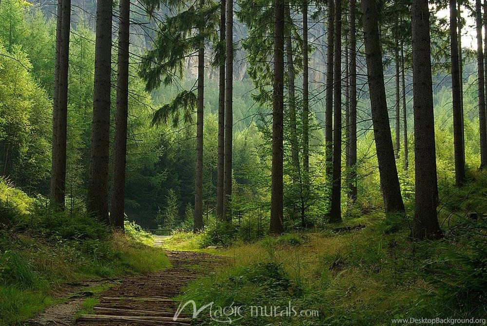 Forest Wall Murals & Tree Murals At MagicMurals.com