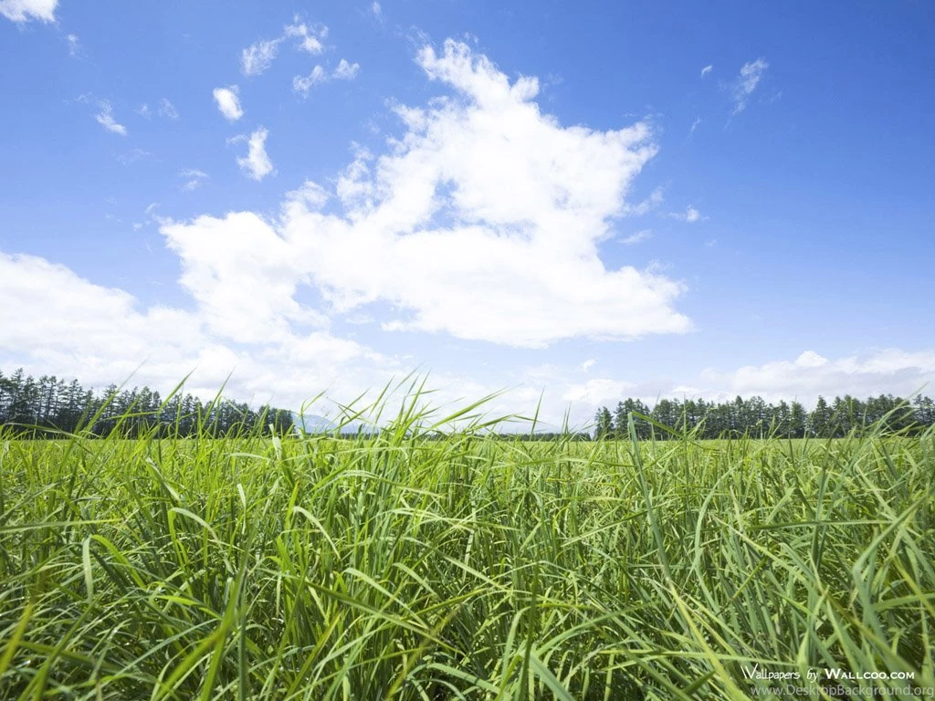 Summer Grassland Scenery   Green Grassland Wallpapers 1024x768 NO ...