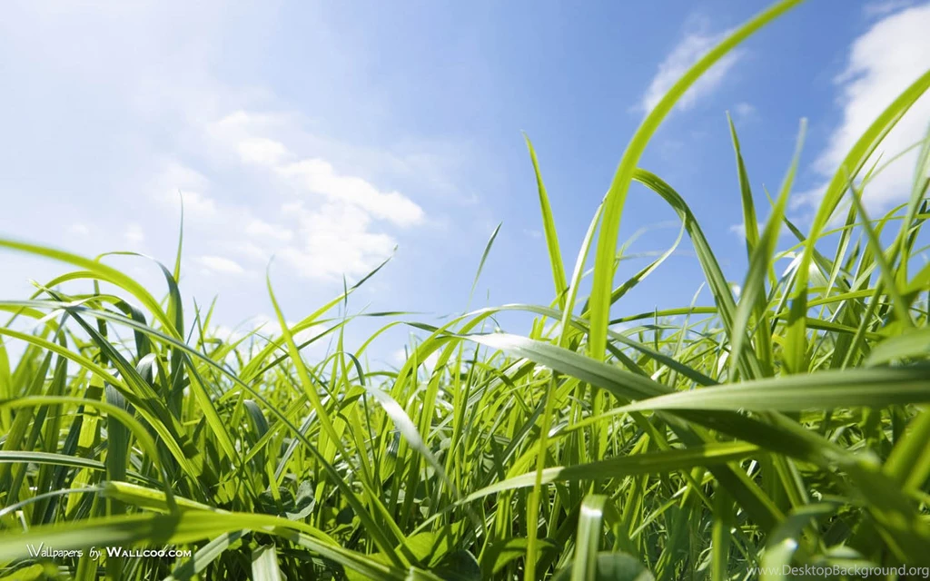 Summer Grassland Landscapes   Green Grassland Widescreen ...