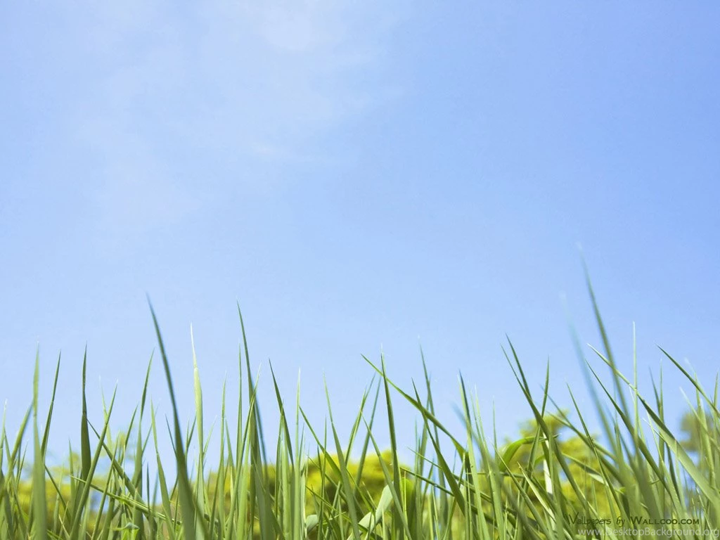 Summer Grassland Scenery Green Grassland Wallpapers 1024x768 NO ...