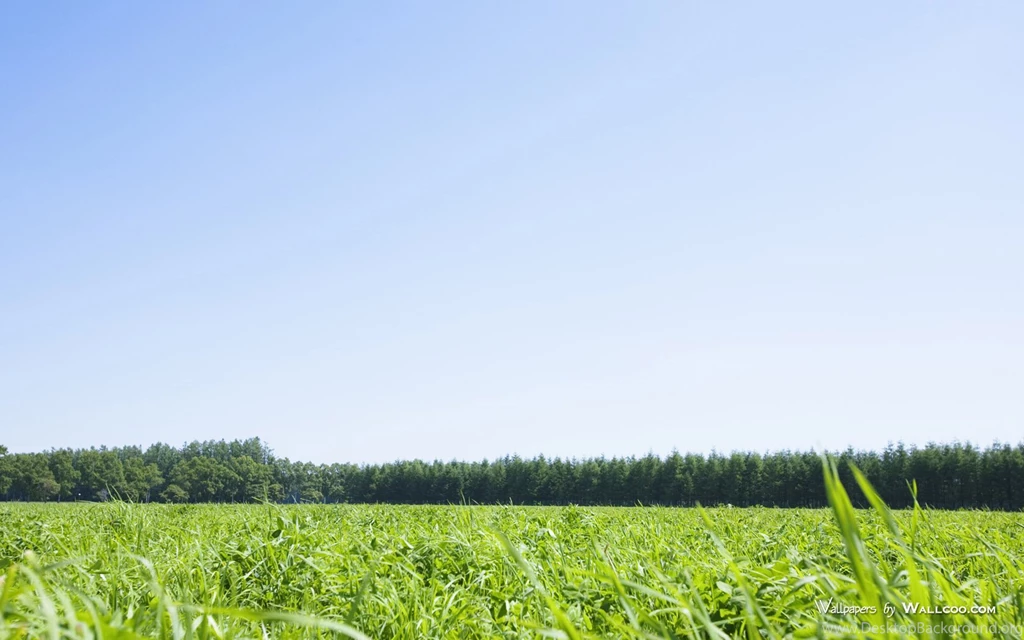 Lush Grassland Scenery   Summer Grassland Picture 1680x1050 NO.4 ...