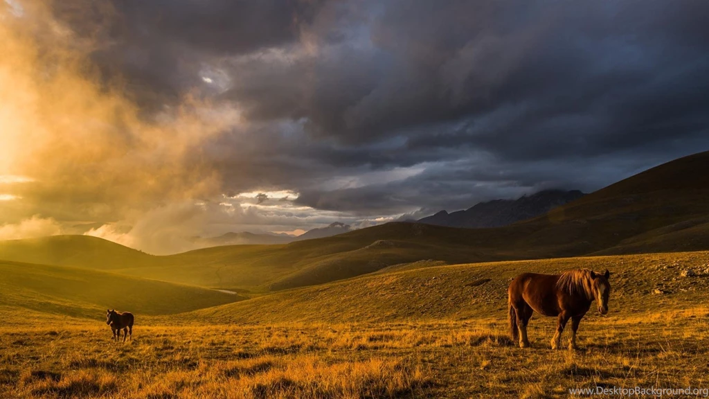 Nature Animals Hills Horses Hk Skies Grassland Wallpapers