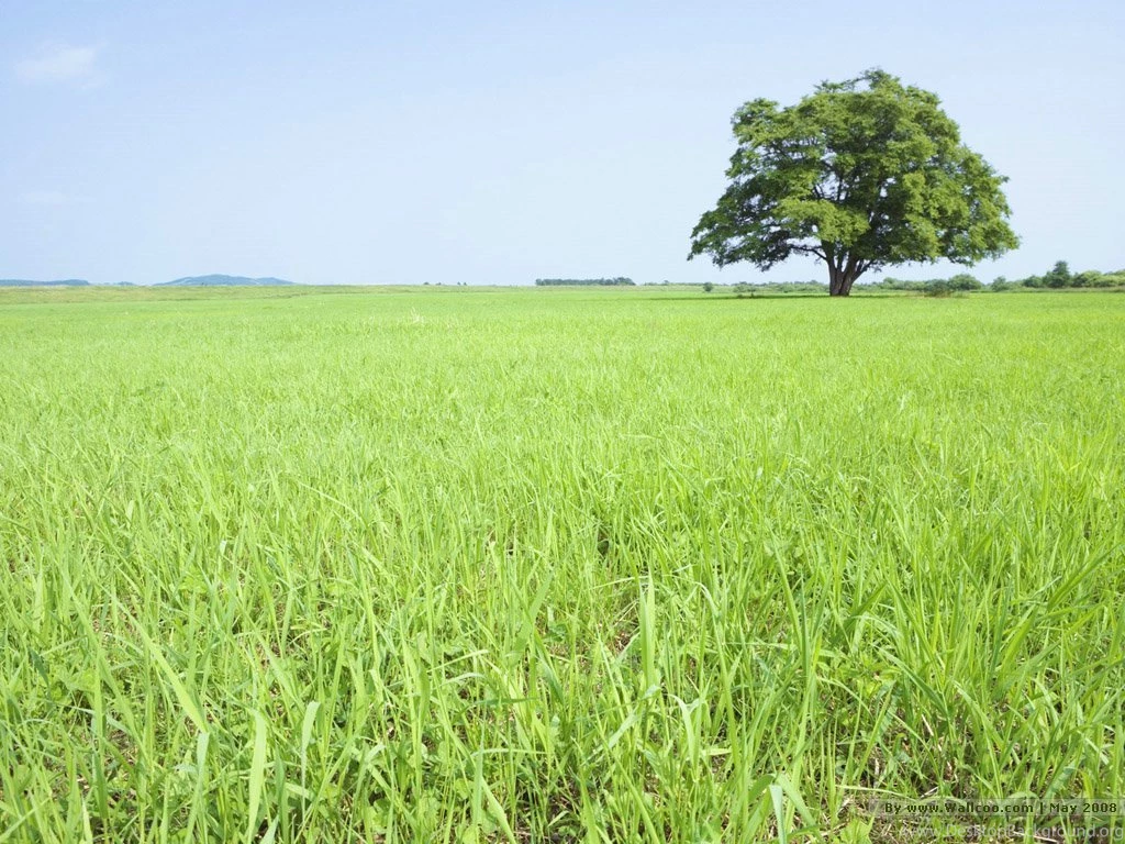 Grassland And Sky Grassland And Lush Trees Photo 1024x768 NO.18 ...