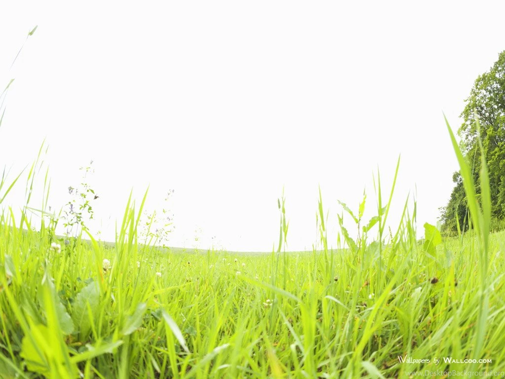 Summer Grassland Scenery   Green Grassland Wallpapers 1024x768 NO ...