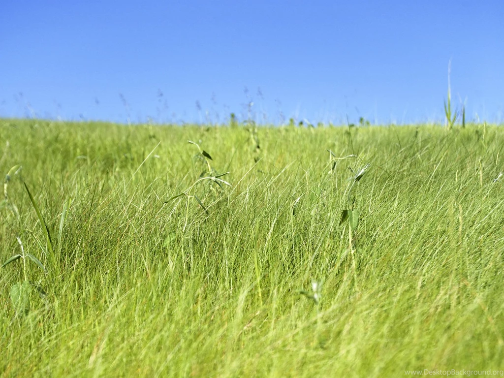 Fresh Grassland Wallpapers