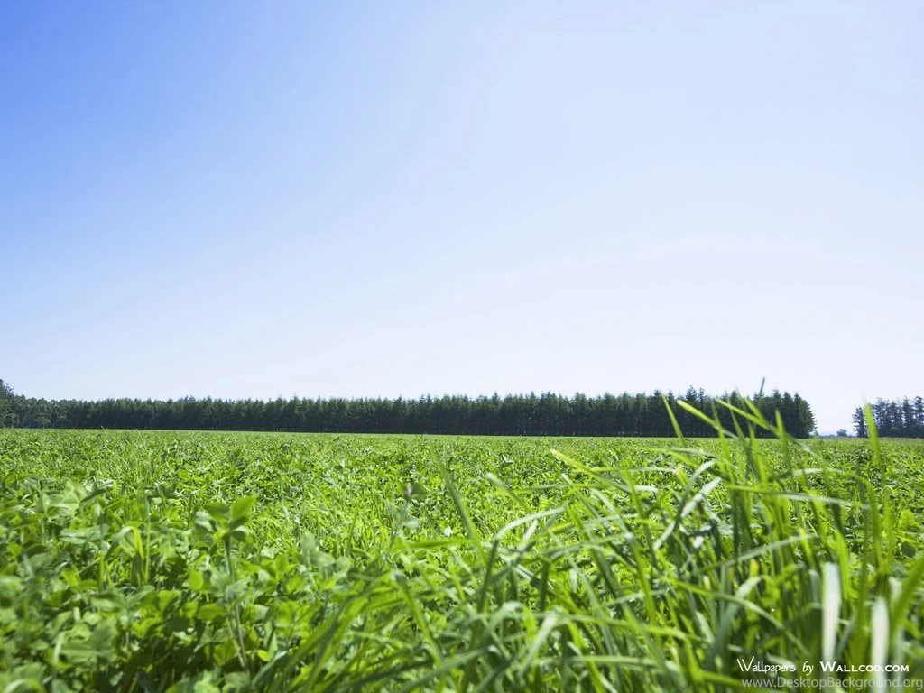 Summer Grassland Scenery   Green Grassland Wallpapers 1024x768 NO ...