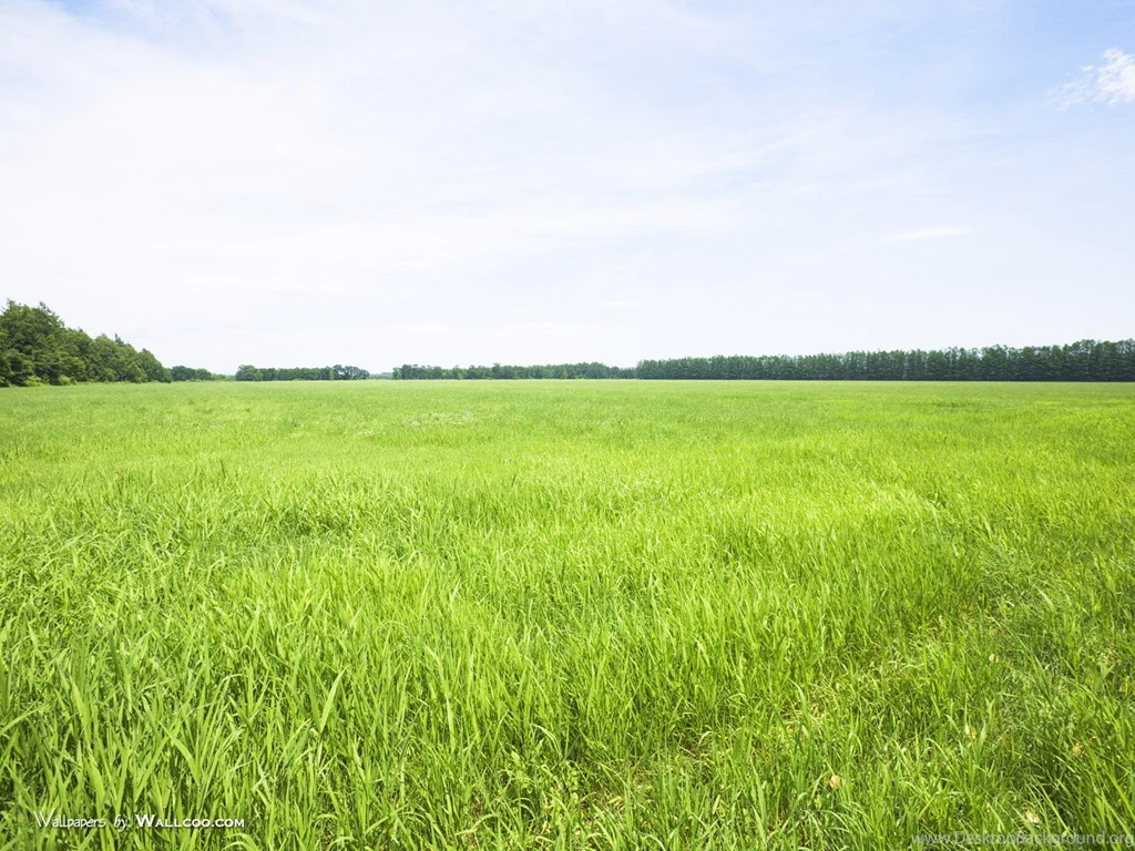 Lush Grassland Scenery Green Field Wallpapers 1600x1200 NO.32 ...