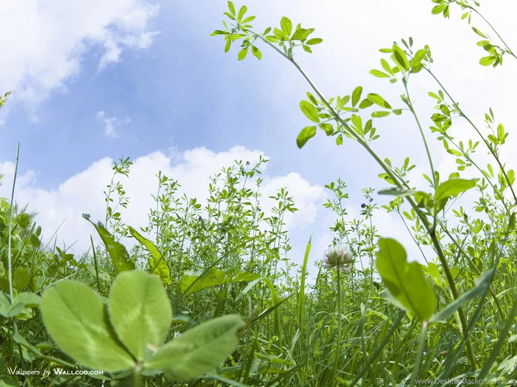 Summer Grassland Scenery   Green Grassland Wallpapers 1024x768 NO ...