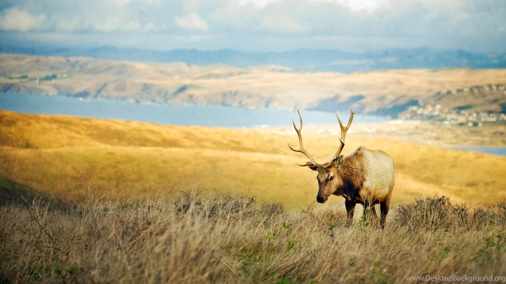 Wallpaper: Deer, Grass, Mountains, Blurring, Animal, Grassland ...