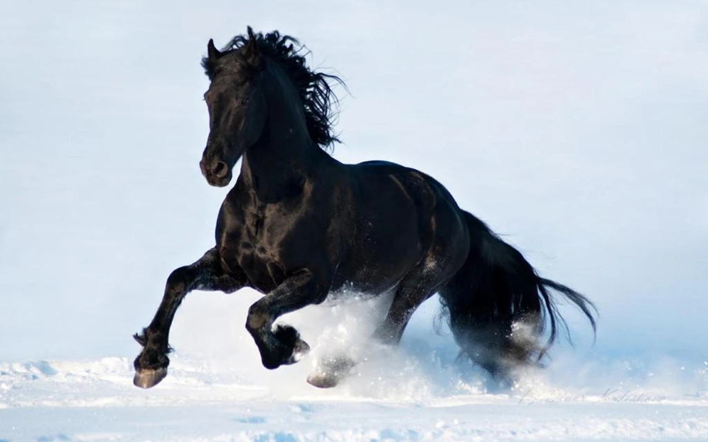 BLACK HORSE WALLPAPER   (