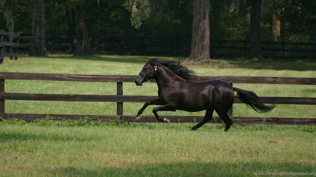 Morgan Horse Wallpapers