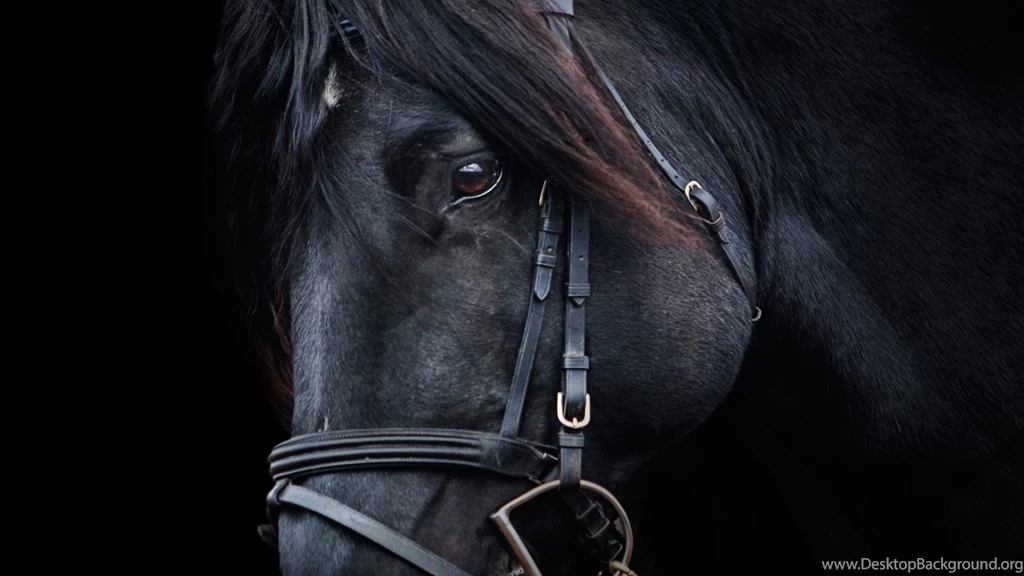 Black Horse HD Wallpapers. 4K Wallpapers