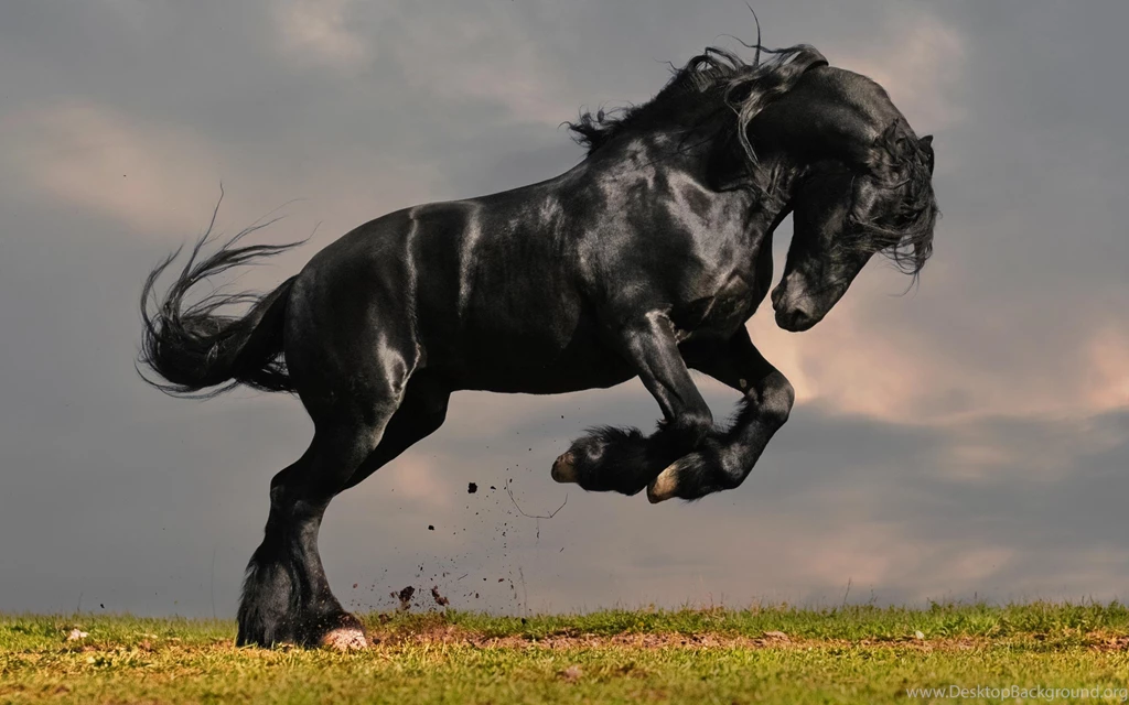 Black Horse Wallpapers For Mobile