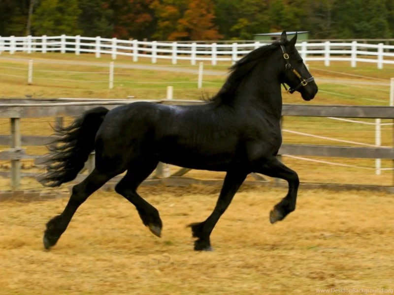 Horses Black Horse – Animals Horses HD Desktop Wallpapers
