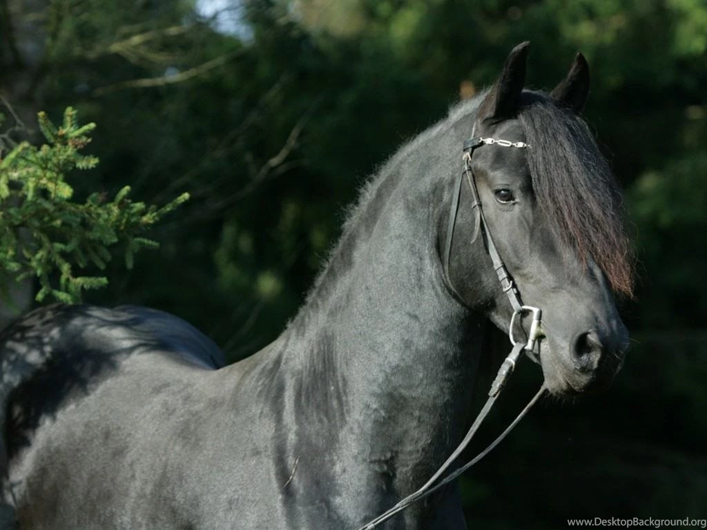Black Horse