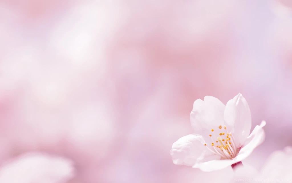 Pink Flowers Wallpapers