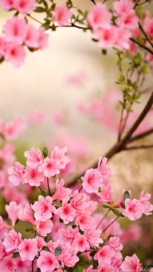Spring Flowers Live Wallpapers   Android Apps On Google Play