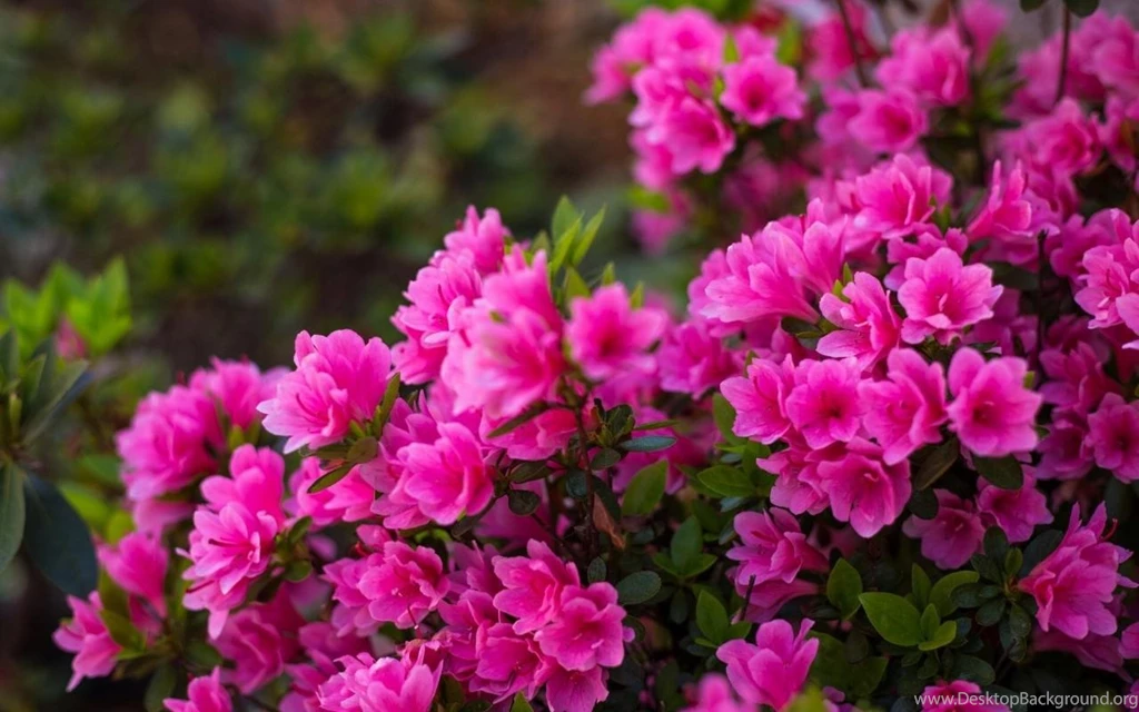 Pink Azalea Flowers   (