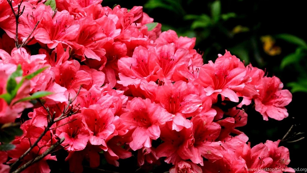 Download Wallpapers 1920x1080 Azalea, Pink, Stamen, Close up Full ...