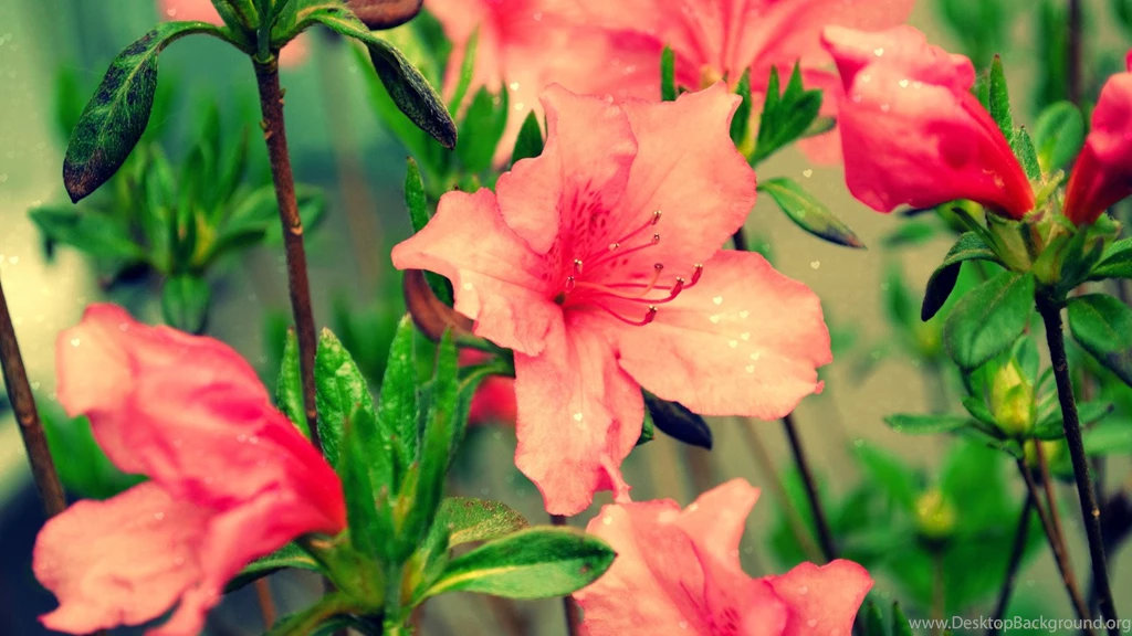 Hearts And Pink Azaleas Widescreen Wallpapers