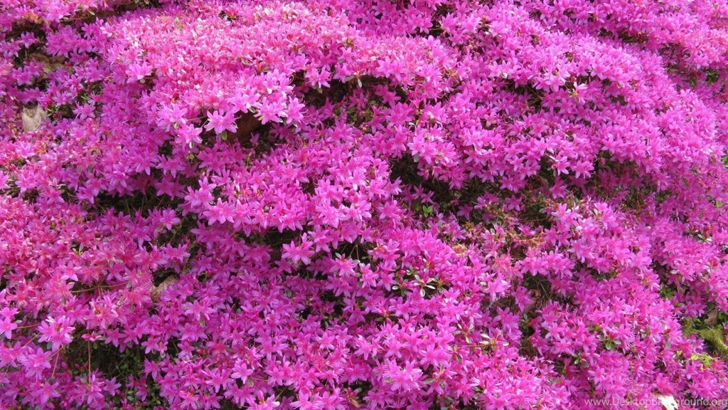 Download Wallpapers 1920x1080 Azalea, Flowering, Shrubs, Beautiful ...